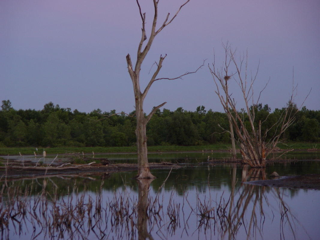 2003/June/DryTrees/DSC00462