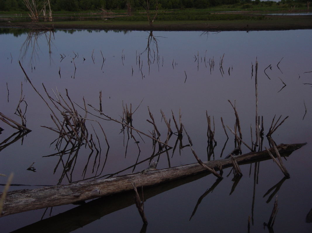 2003/June/DryTrees/DSC00465