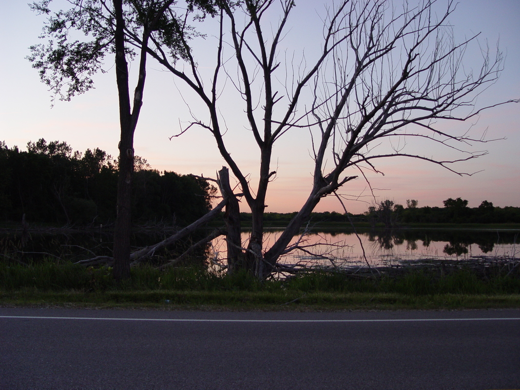 2003/June/DryTrees/DSC00466