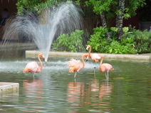 2003/October/Cancun/Iberostar/DSC01117