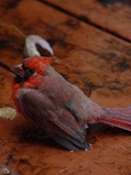 2003/November/Cardinal/DSC01534