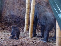 2005/04/LincolnParkZoo/DSC03809