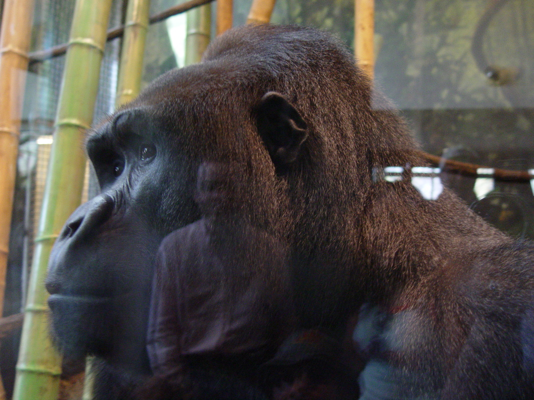 2005/04/LincolnParkZoo/DSC03813