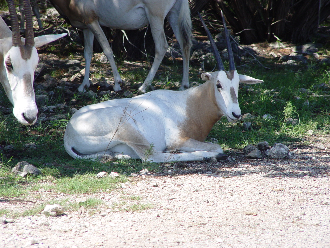 2005/08/Texas/WildlifeRanch/DSC04062