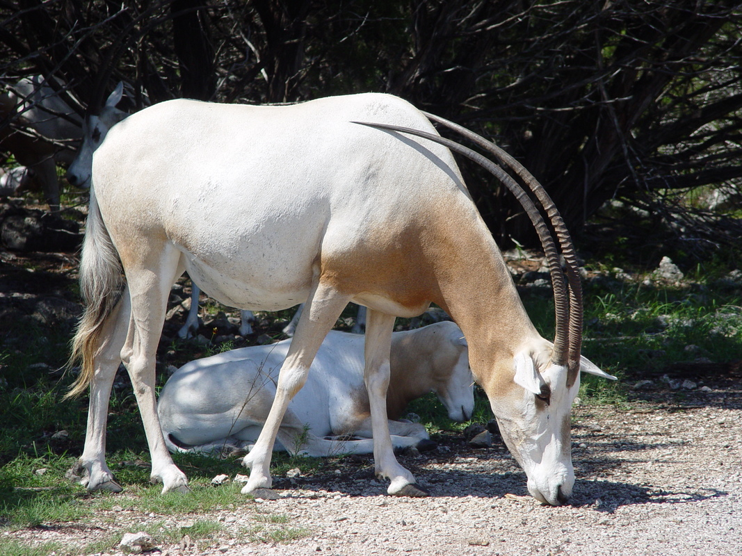 2005/08/Texas/WildlifeRanch/DSC04064