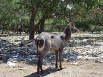 2005/08/Texas/WildlifeRanch/DSC04079