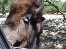 2005/08/Texas/WildlifeRanch/DSC04086