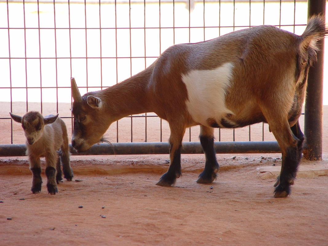 2005/08/Texas/WildlifeRanch/DSC04100