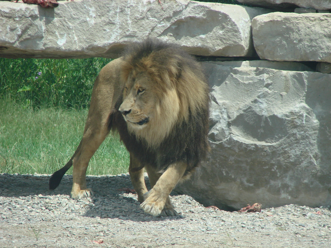 2006/06/Canada/Safari/DSC04372