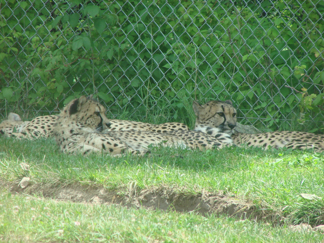 2006/06/Canada/Safari/DSC04373