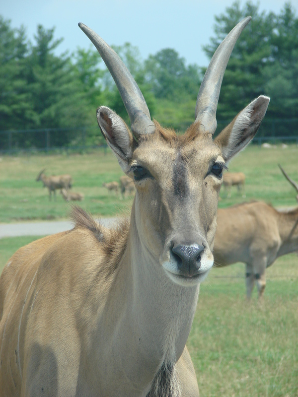 2006/06/Canada/Safari/DSC04386