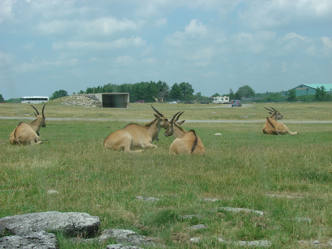 2006/06/Canada/Safari/DSC04388