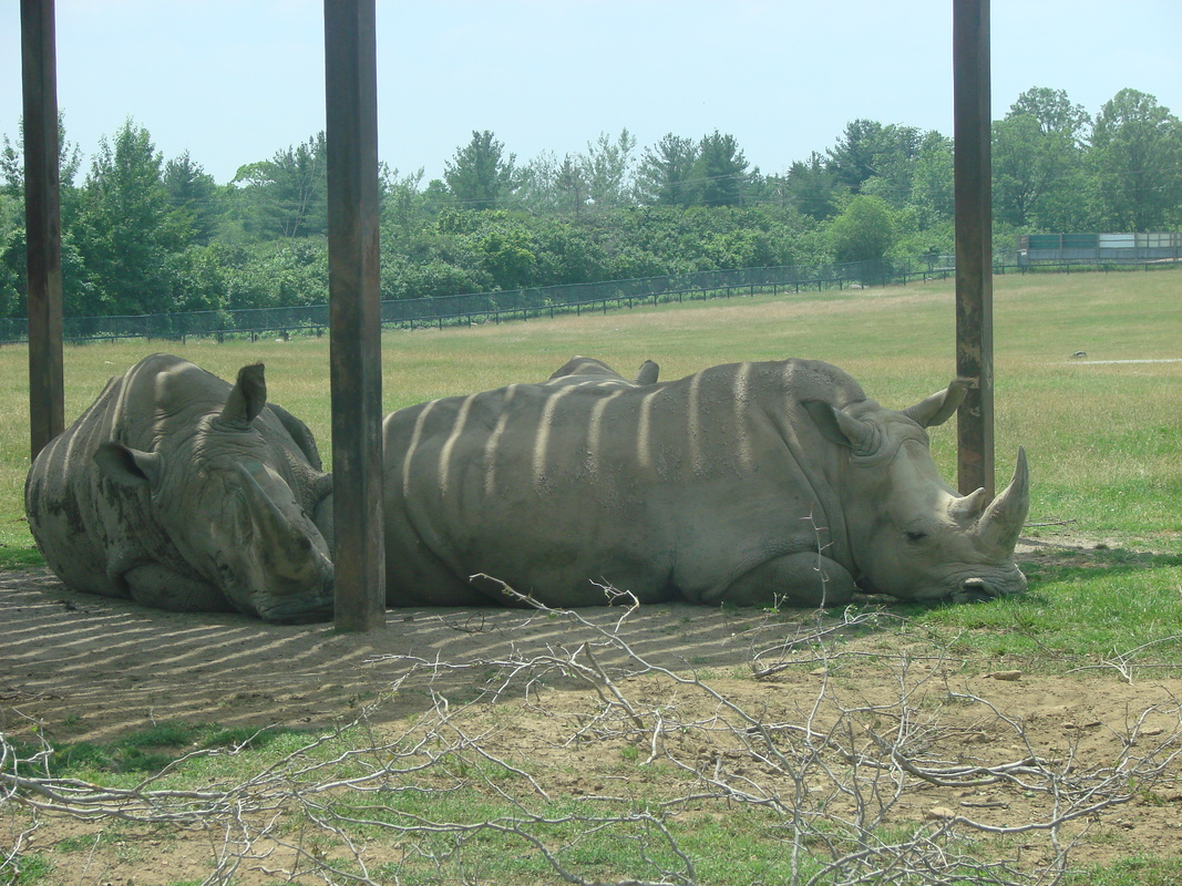 2006/06/Canada/Safari/DSC04391