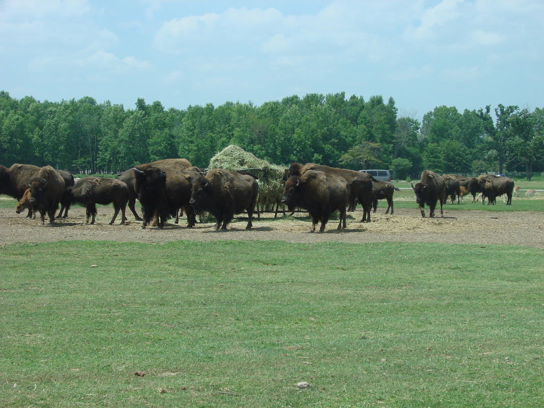 2006/06/Canada/Safari/DSC04401