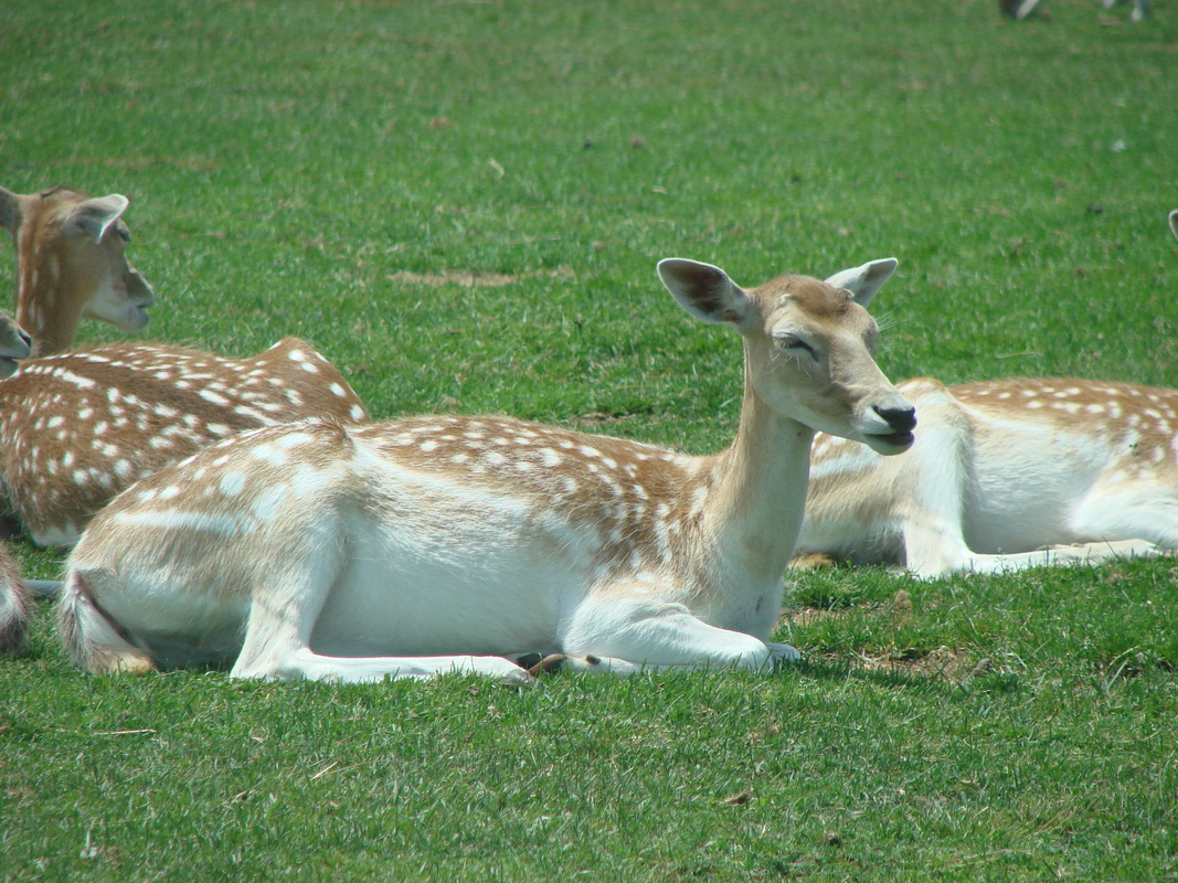 2006/06/Canada/Safari/DSC04406