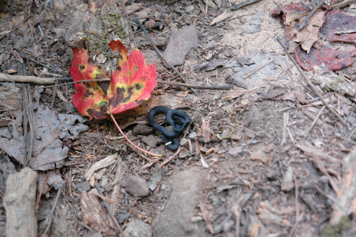 2006/08/FallsCreekFalls/Snake/DSC04856