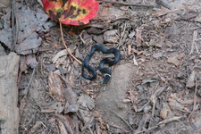 2006/08/FallsCreekFalls/Snake/DSC04862