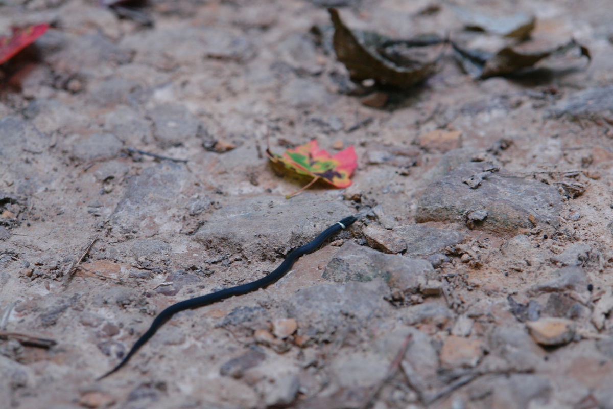 2006/08/FallsCreekFalls/Snake/DSC04867