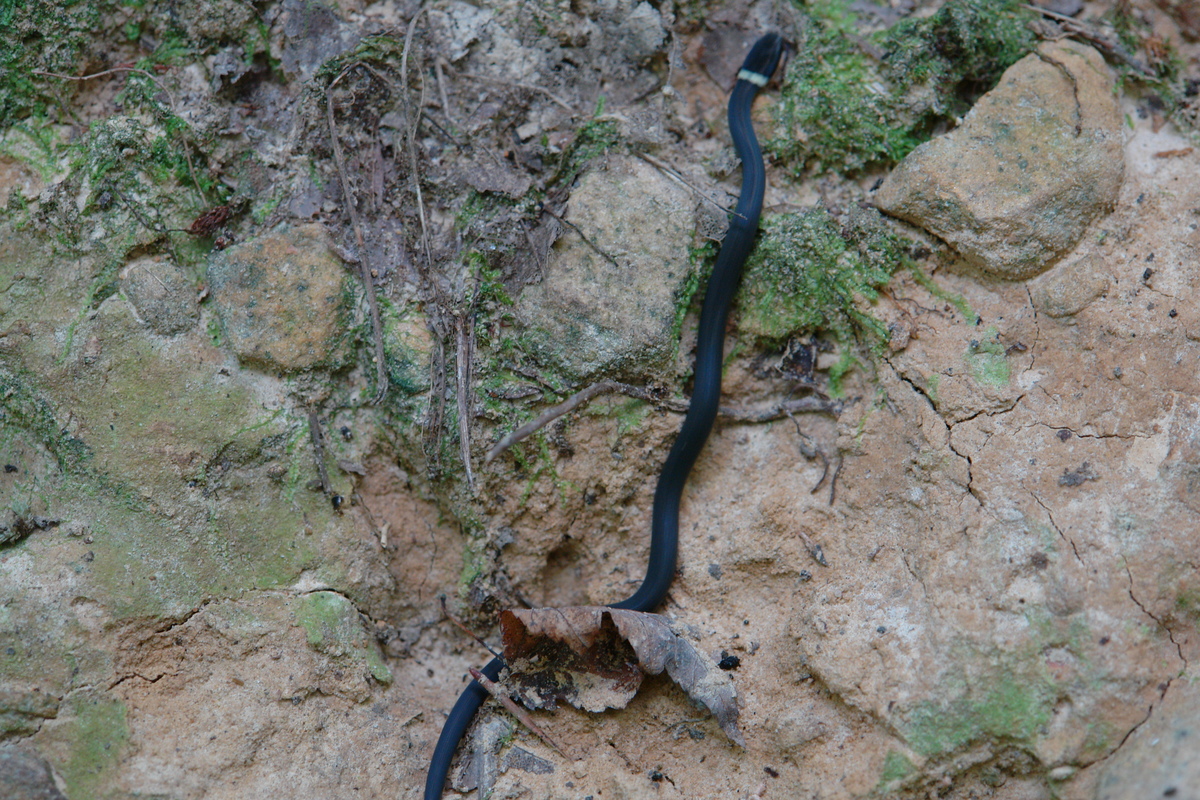 2006/08/FallsCreekFalls/Snake/DSC04869