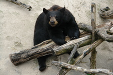 2006/08/Smokies/Gatlingburg/OberGatlingburg/DSC05089