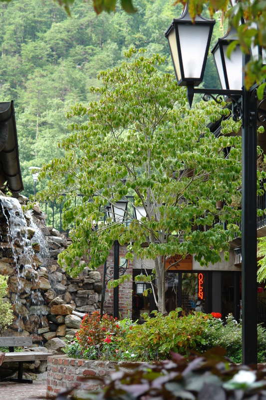 2006/08/Smokies/Gatlingburg/DSC05152