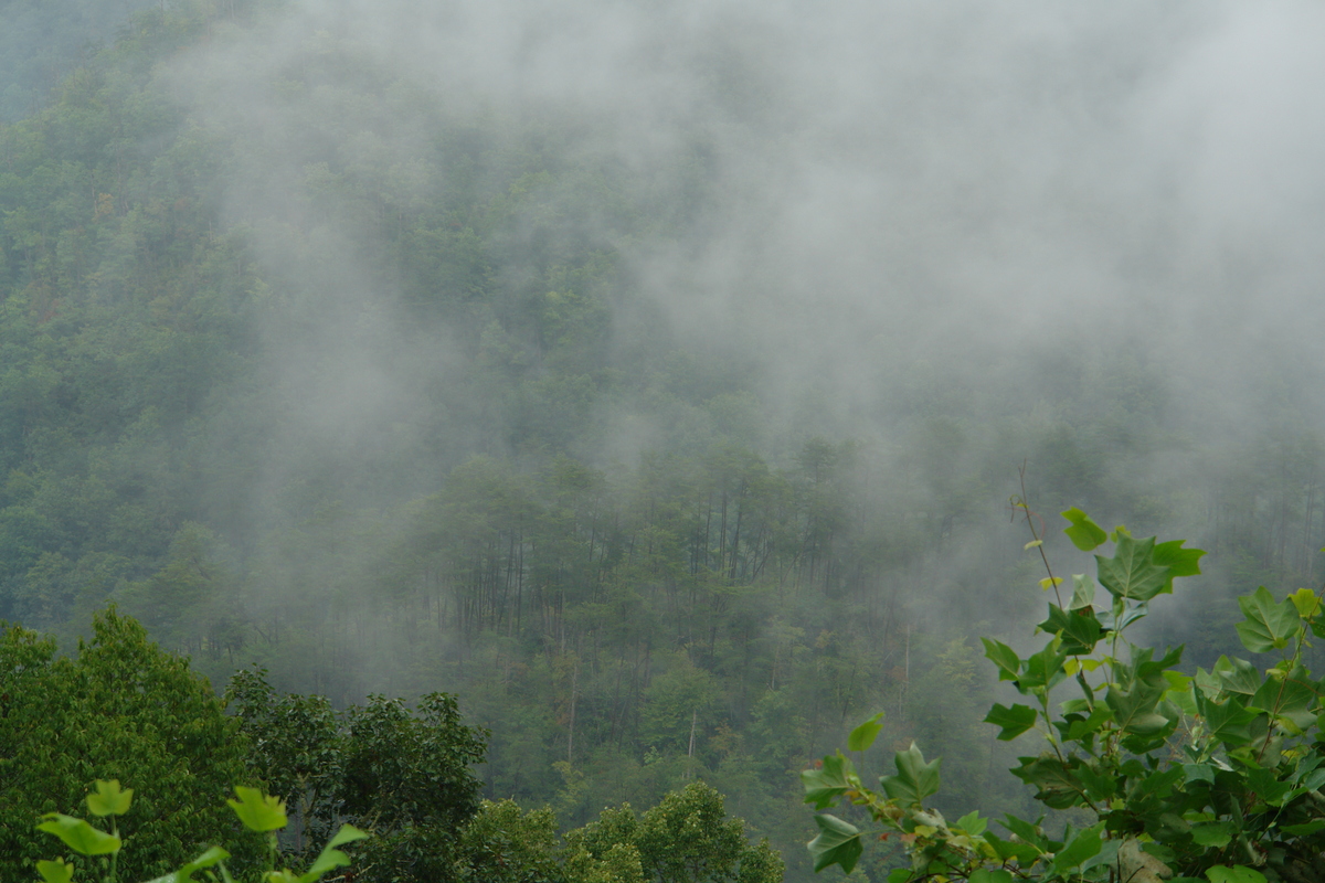 2006/08/Smokies/DSC05027