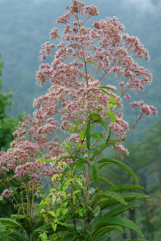 2006/08/Smokies/DSC05040