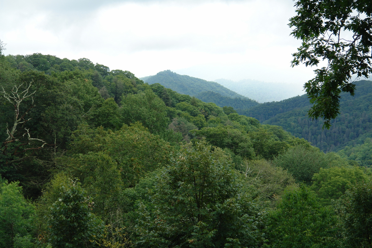 2006/08/Smokies/DSC05060