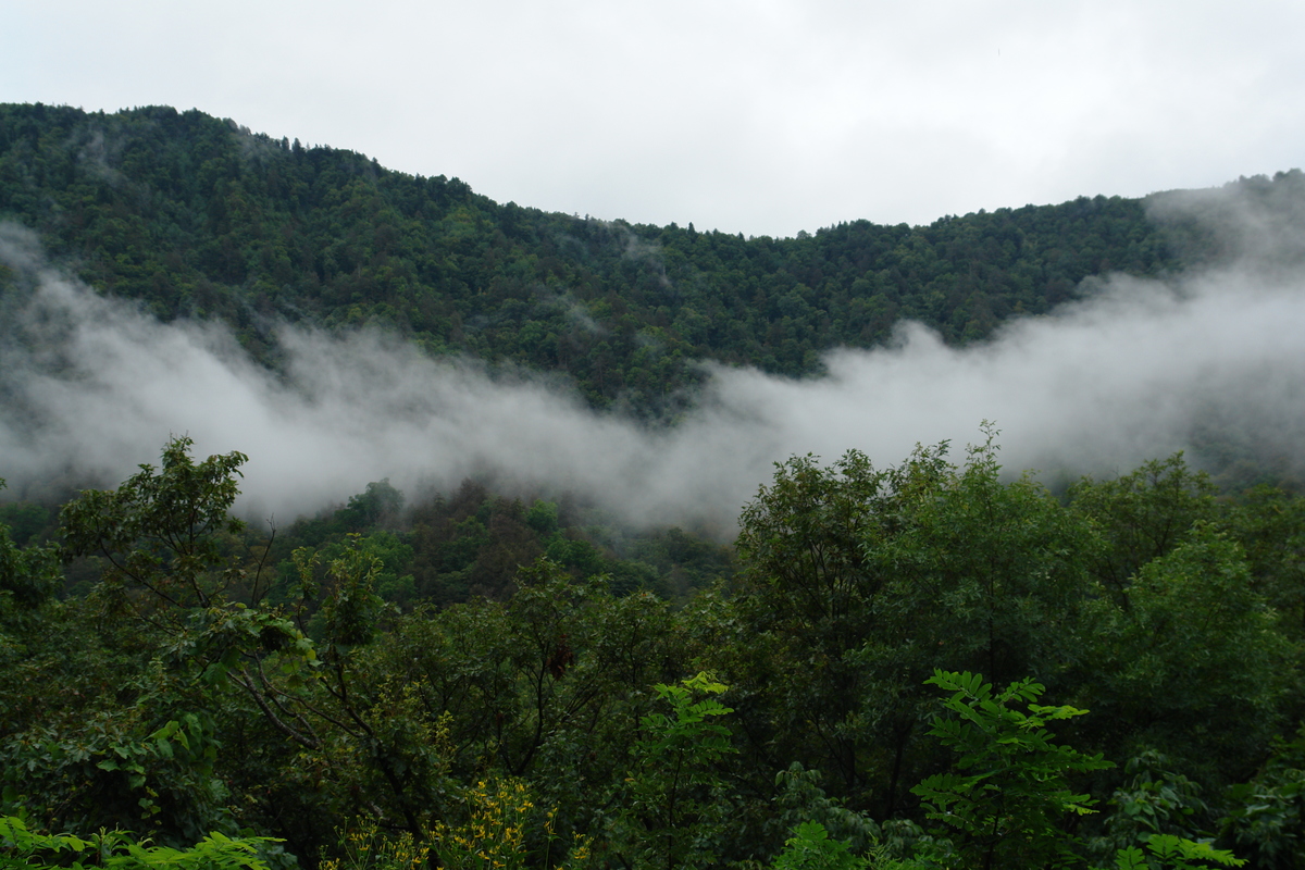 2006/08/Smokies/DSC05062