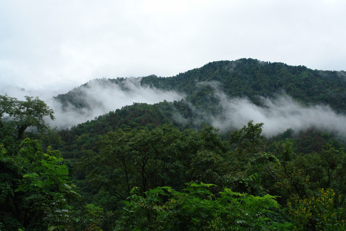 2006/08/Smokies/DSC05064