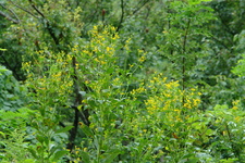 2006/08/Smokies/DSC05065