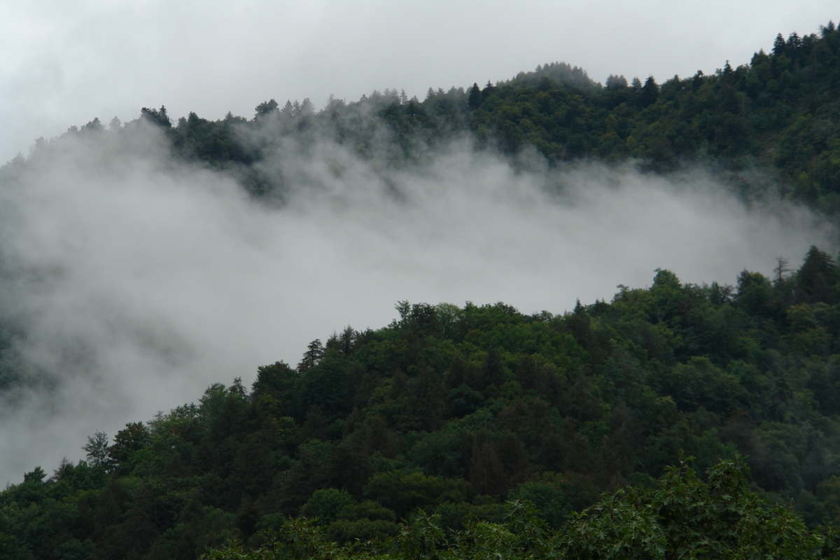 2006/08/Smokies/DSC05067