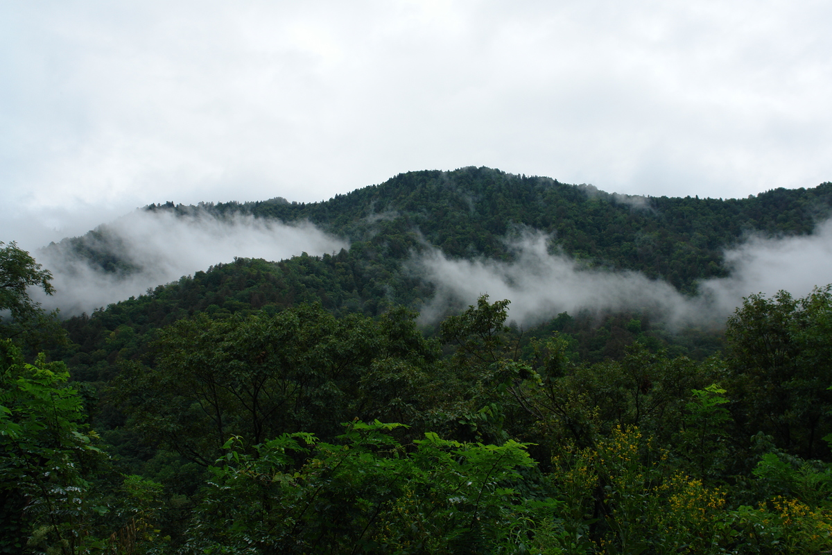 2006/08/Smokies/DSC05068