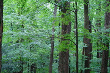 2006/08/Smokies/DSC05073