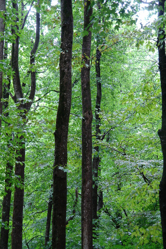 2006/08/Smokies/DSC05074