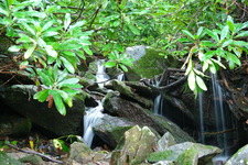 2006/08/Smokies/ShortHike/DSC05231