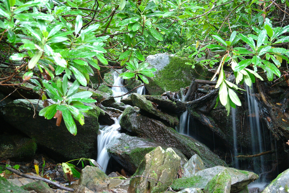 2006/08/Smokies/ShortHike/DSC05231