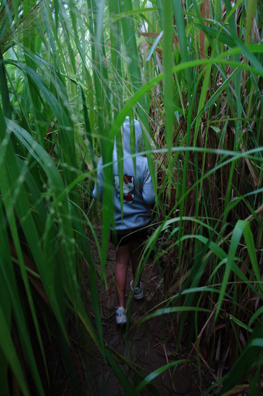 2008/10/Hawaii/Kauai/KipuFalls/DSC10129