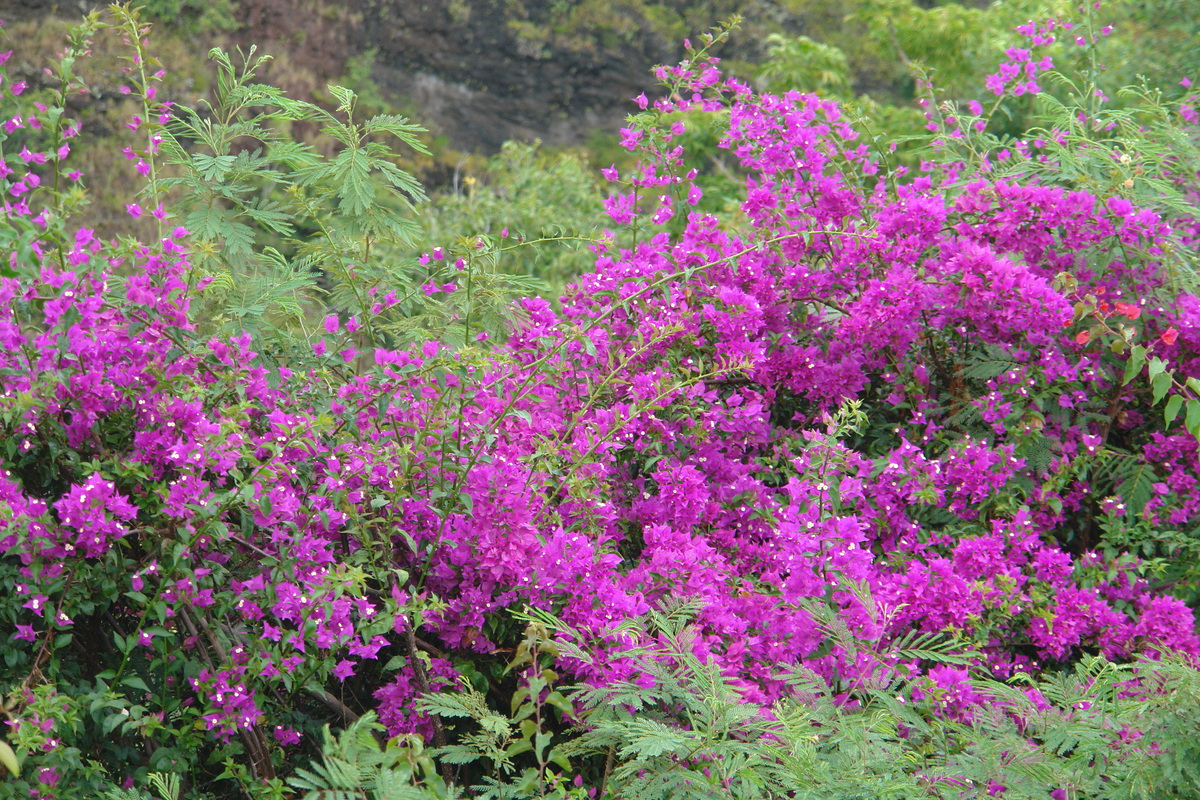 2008/10/Hawaii/Kauai/OpaekaaFalls/DSC10044