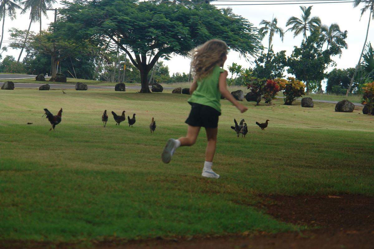 2008/10/Hawaii/Kauai/OpaekaaFalls/DSC10047