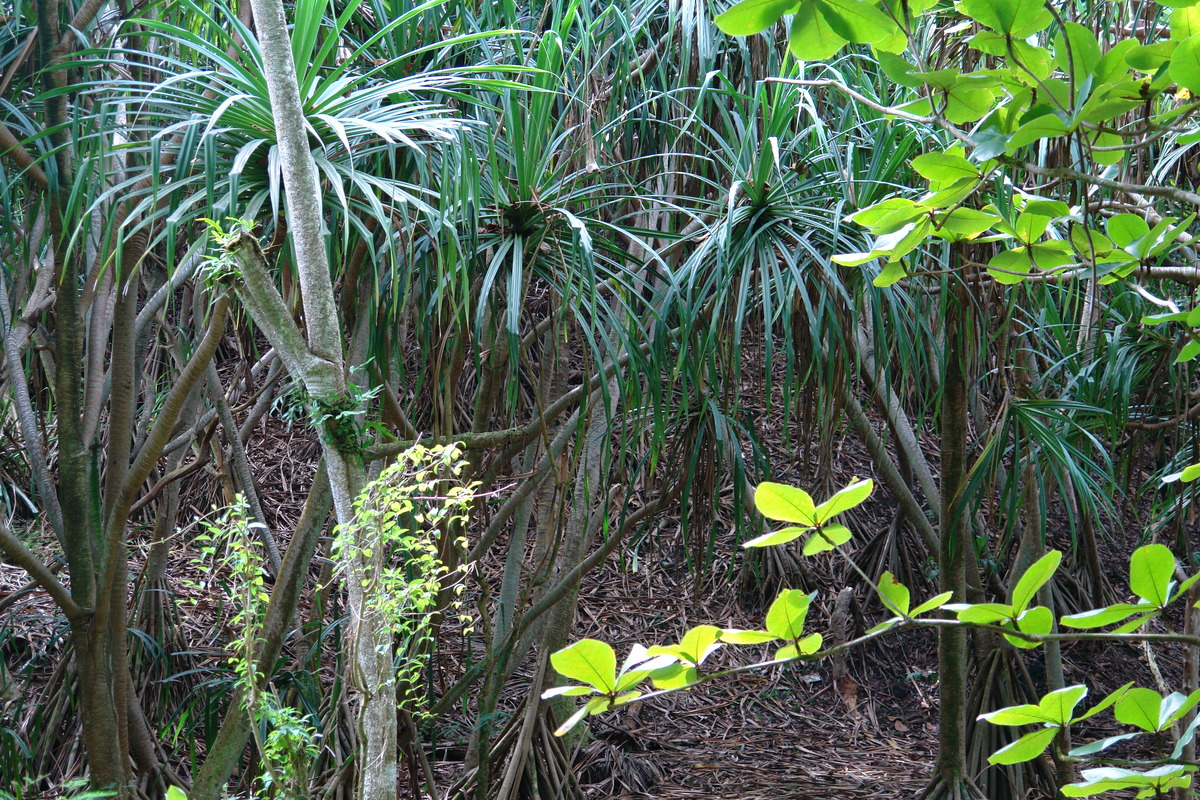 2008/10/Hawaii/Kauai/ToNorthSide/DSC09956