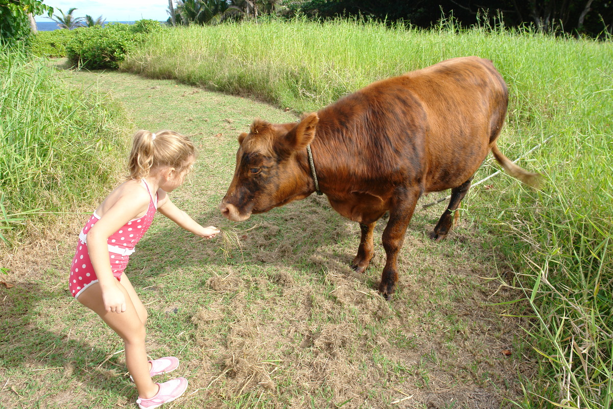 2008/10/Hawaii/Maui/RoadToHana/4-BlackSandBeach/Cow/DSC09785