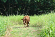 2008/10/Hawaii/Maui/RoadToHana/4-BlackSandBeach/Cow/DSC09794