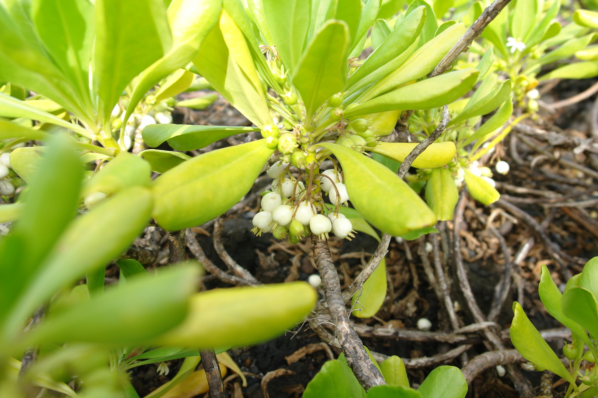 2008/10/Hawaii/Maui/RoadToHana/4-BlackSandBeach/DSC09776