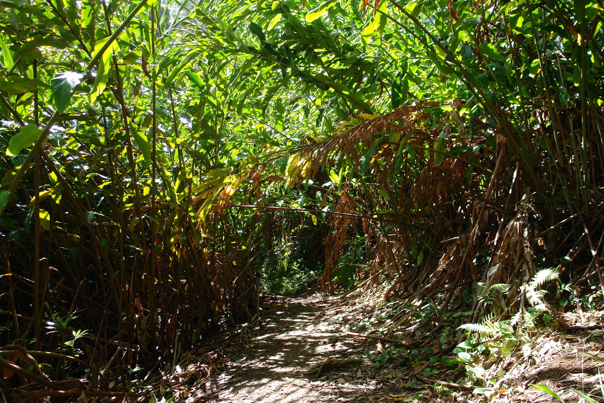 2008/10/Hawaii/Maui/RoadToHana/1-Hike/DSC09644