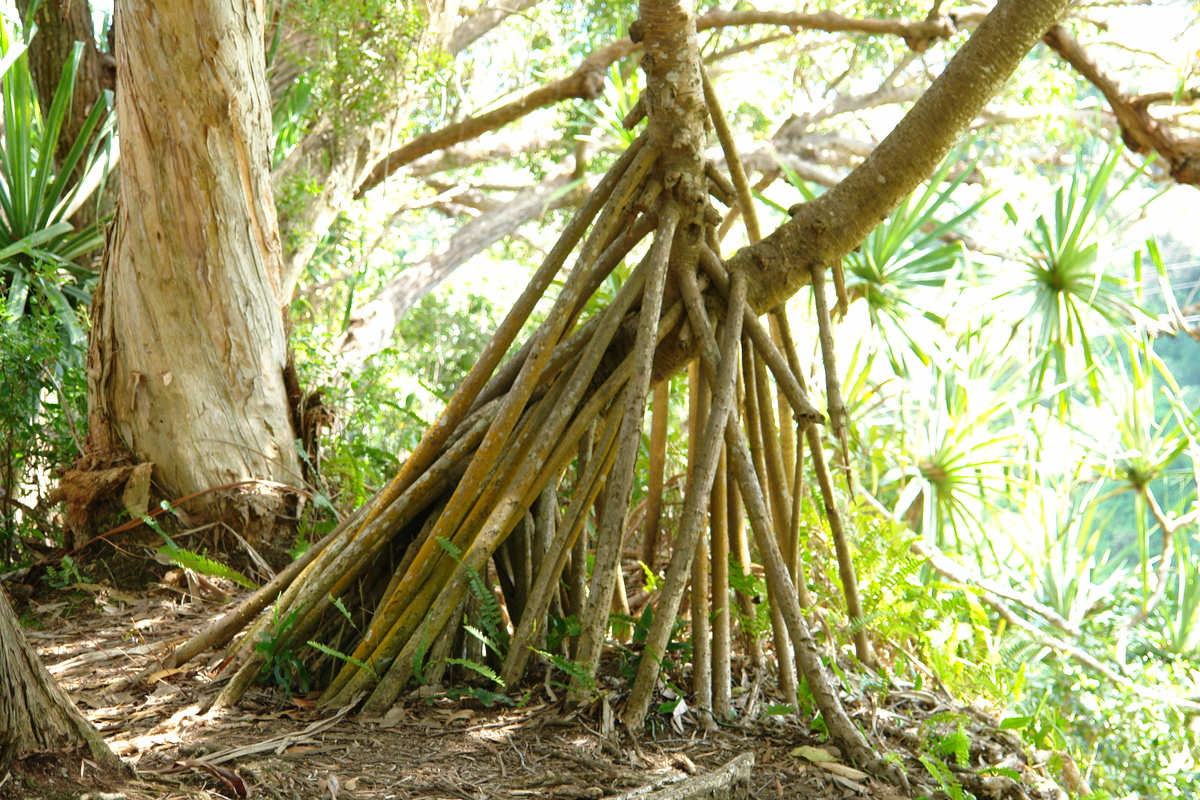 2008/10/Hawaii/Maui/RoadToHana/1-Hike/DSC09647