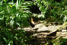 2008/10/Hawaii/Maui/RoadToHana/DSC09638