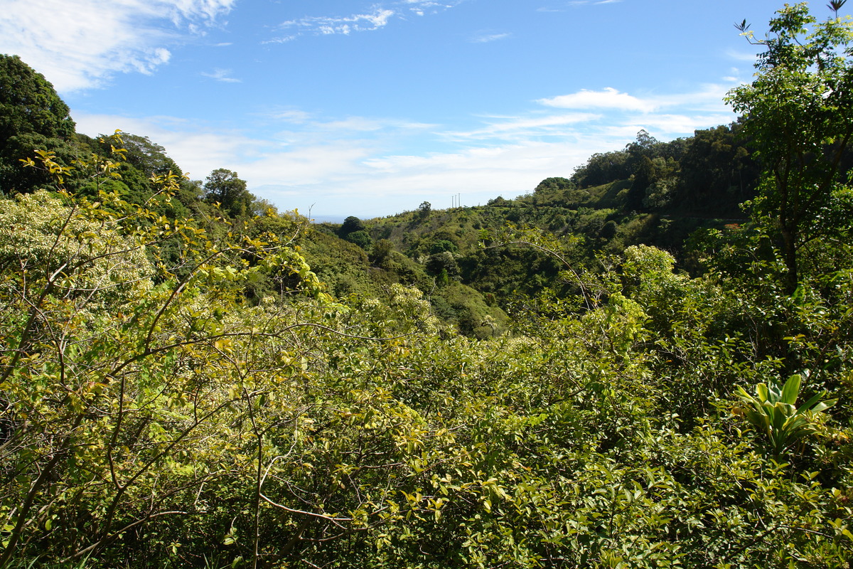 2008/10/Hawaii/Maui/RoadToHana/DSC09642