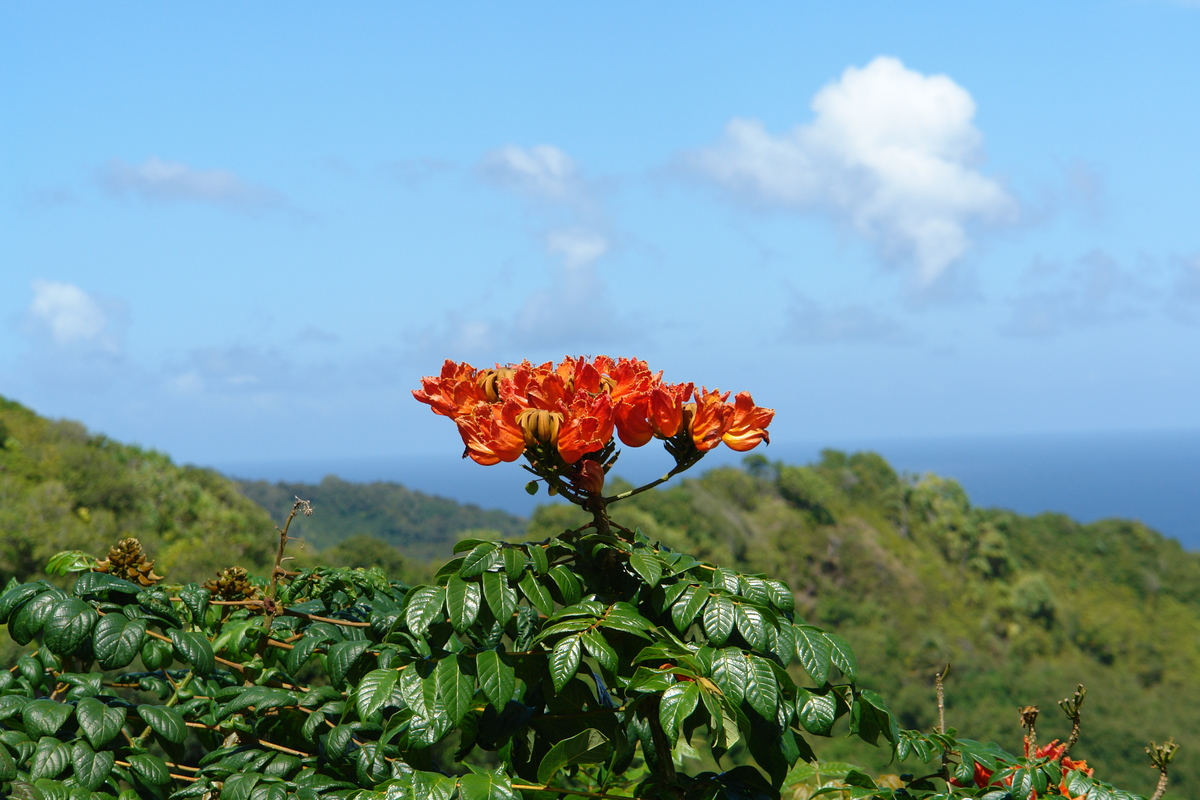 2008/10/Hawaii/Maui/RoadToHana/DSC09660