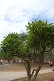 2008/10/Hawaii/Oahu/DiamondHead/DSC10217